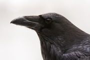 CROWS, RAVENS, AND JAYS