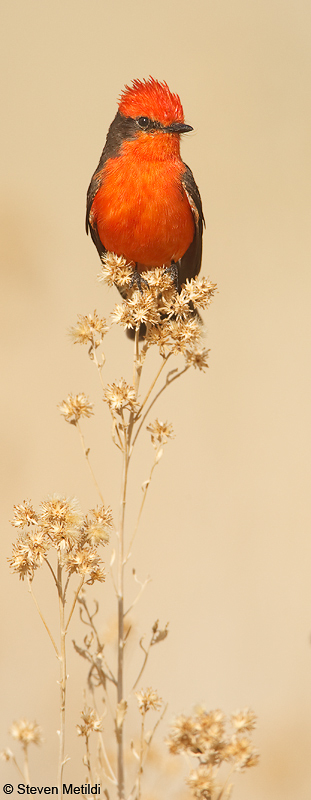 vermillion_flycatcher