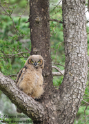 RECENT WORK - WESTERN NORTH AMERICA