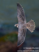 RECENT WORK - WESTERN NORTH AMERICA