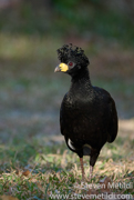 BRAZIL PANTANAL 2023