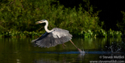 BRAZIL PANTANAL 2023