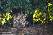 BRAZIL PANTANAL 2023