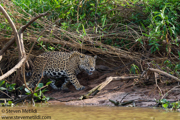 BRAZIL PANTANAL 2023