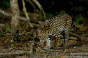 BRAZIL PANTANAL 2023
