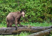 BRITISH COLUMBIA 2022