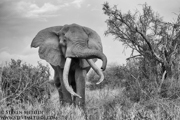 SUPER TUSKERS AND FRIENDS - KENYA