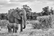 SUPER TUSKERS AND FRIENDS - KENYA