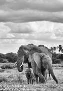 SUPER TUSKERS AND FRIENDS - KENYA