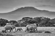 SUPER TUSKERS AND FRIENDS - KENYA
