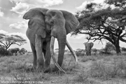 SUPER TUSKERS AND FRIENDS - KENYA