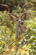 NORTHERN KENYA