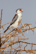 NORTHERN KENYA