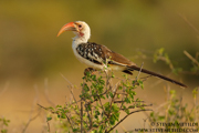 NORTHERN KENYA