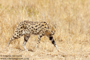 NORTHERN KENYA