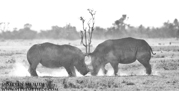 NORTHERN KENYA CLASSIC
