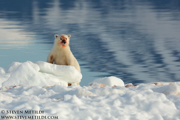 SVALBARD AND THE NORWEGIAN COAST