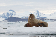 SVALBARD AND THE NORWEGIAN COAST