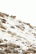 NORTHERN INDIA