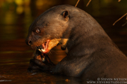 BRAZIL - PANTANAL