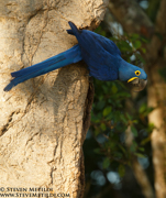 BRAZIL - PANTANAL