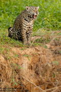 BRAZIL - PANTANAL
