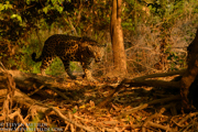 BRAZIL - PANTANAL