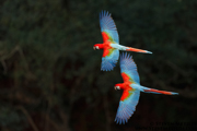 BRAZIL - PANTANAL