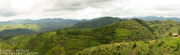 CHIMPANZEES AND GORILLAS OF UGANDA