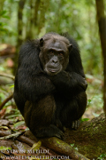CHIMPANZEES AND GORILLAS OF UGANDA