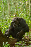 CHIMPANZEES AND GORILLAS OF UGANDA
