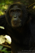 CHIMPANZEES AND GORILLAS OF UGANDA