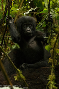 CHIMPANZEES AND GORILLAS OF UGANDA