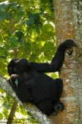 CHIMPANZEES AND GORILLAS OF UGANDA