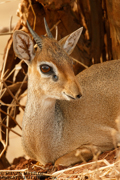 TANZANIA