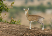 TANZANIA
