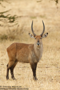 TANZANIA