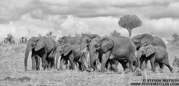 CLASSIC EAST AFRICA (Black & White)