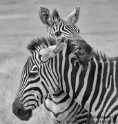 CLASSIC EAST AFRICA (Black & White)