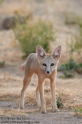 CANINES AND FELINES NORTH AMERICA