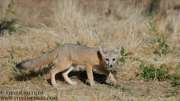 CANINES AND FELINES NORTH AMERICA