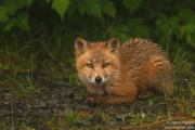CANINES AND FELINES NORTH AMERICA