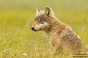 CANINES AND FELINES NORTH AMERICA