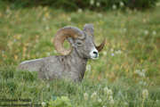 HOOFED ANIMALS