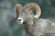 HOOFED ANIMALS