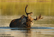 HOOFED ANIMALS