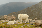HOOFED ANIMALS