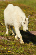 HOOFED ANIMALS