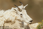 HOOFED ANIMALS