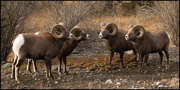 HOOFED ANIMALS